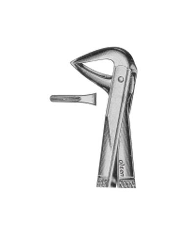 Lower incisors and roots