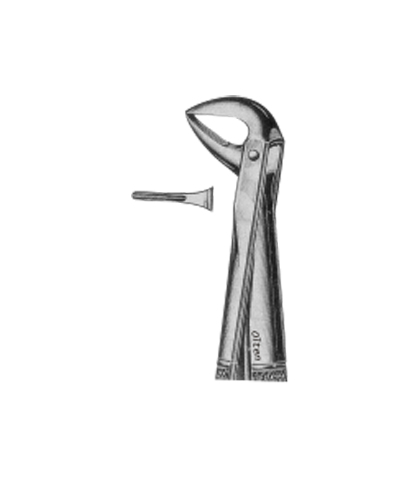 Lower incisors and roots
