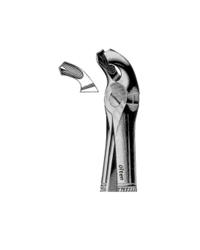 Lower molars