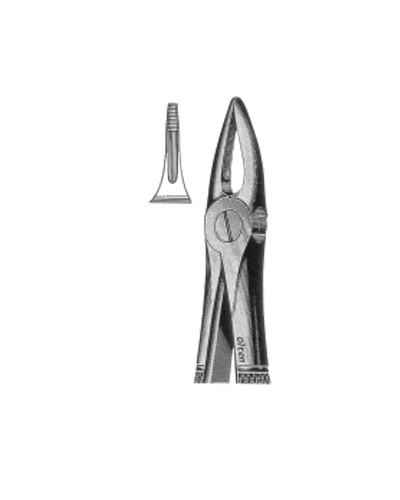 Upper root and incisors