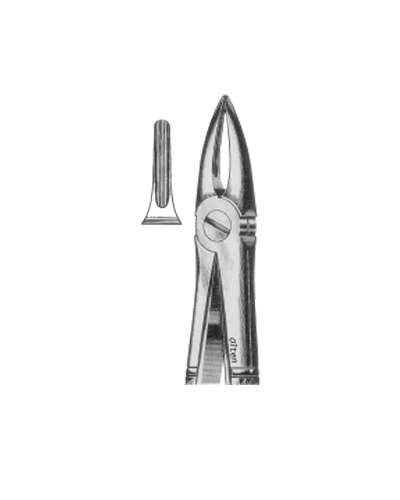 Root of upper incisors