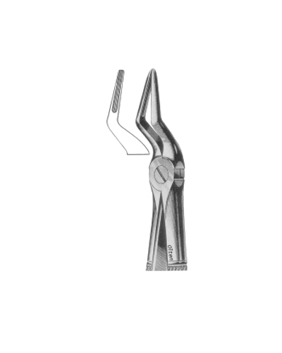 Upper roots nerrow beak
