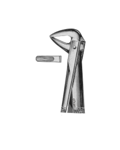 Lower incisors and roots