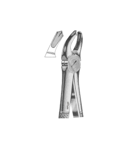 Right upper molars