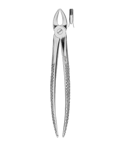 Children s upper incisors and canines