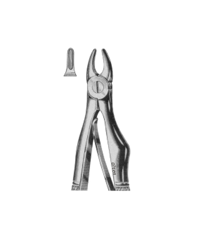 Upper incisors and canines