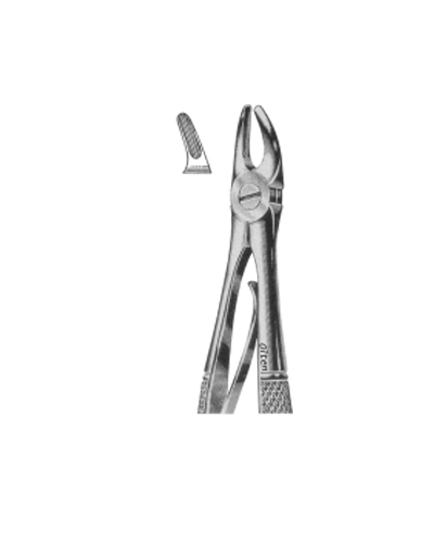 Upper premolars