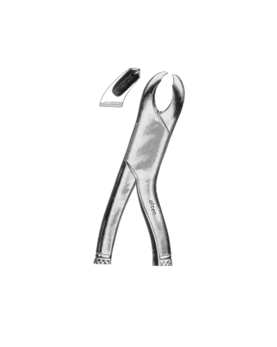 Lower molars