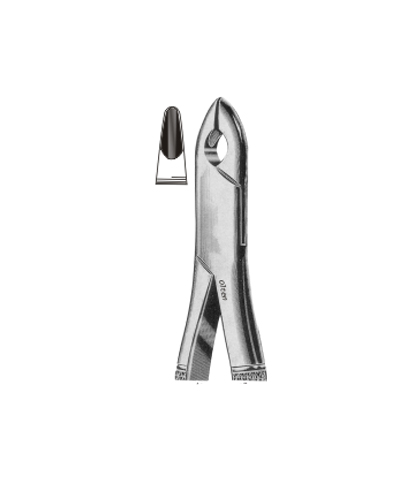 Upper premolars n molars and incisors