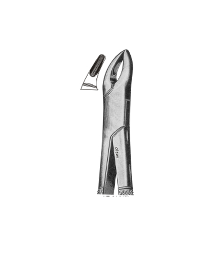 Upper premolars n incisors and roots