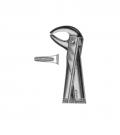 Lower Premolars and canines