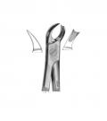Right upper molars