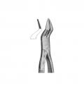 Upper incisors and roots
